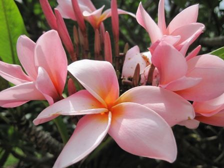 blog�ѥե�󥸥ѥ�