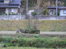 影無桜(かげなしざくら) 影無桜(かげなしざくら)