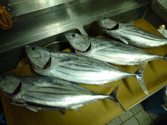 katuo
