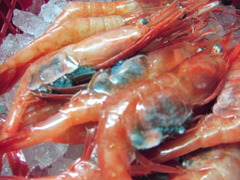 ebi