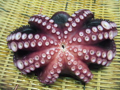 tako