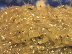 sirasu