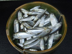 sinnko