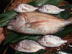 tai