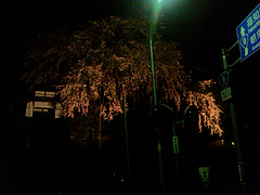 養父市　八木地区の夜桜