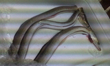93710526.jpg