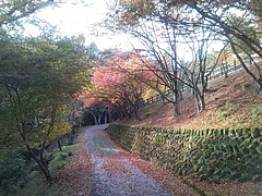 満福寺の紅葉１