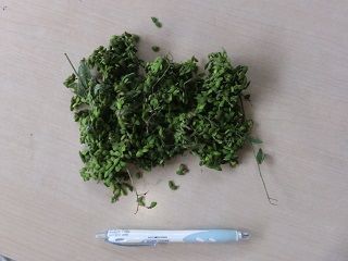 1DSCF2298