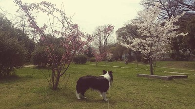 4-ゴンタくんとお花見ウォーク