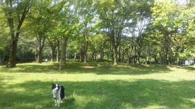 5-130922ゴンタくんと宝ヶ池山間園路