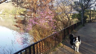 2-140407宝ヶ池ウォーク
