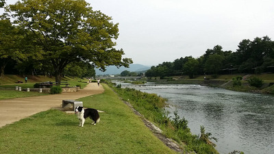 5-140813ゴンタくんと賀茂川ウォーク