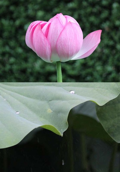 2-130724淀姫、涙のしずく