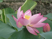 The big lotus