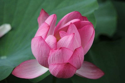 2-東本願寺さんの花はす 淀姫