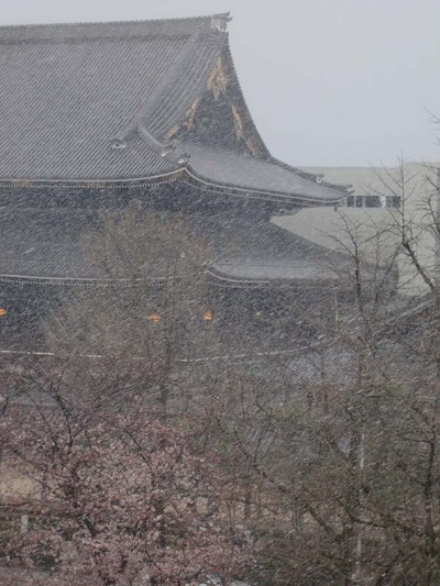 100329吹雪く東本願寺さん