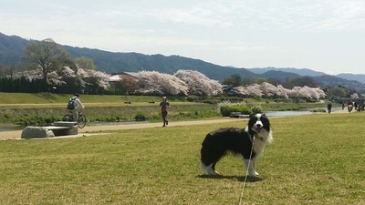 3-ゴンタくんとお花見ウォーク