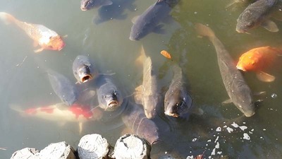 7-140407宝ヶ池ウォーク