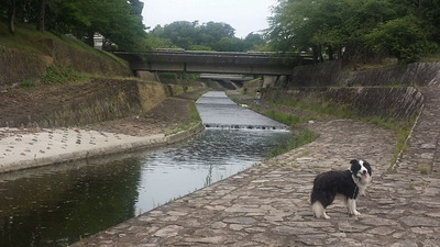 9-相棒ゴンタくんと宝ヶ池山間園路