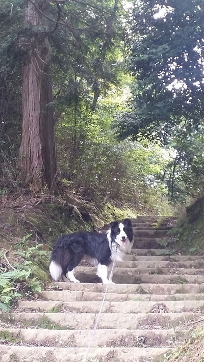 2-相棒ゴンタくんと宝ヶ池山間園路