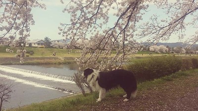 8-ゴンタくんとお花見ウォーク