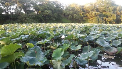 1-130918福岡ウォーク