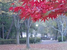 京都宝ヶ池 菖蒲園