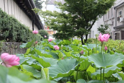 5-東本願寺さんの花はす 淀姫
