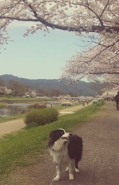 6-ゴンタくんとお花見ウォーク (2)