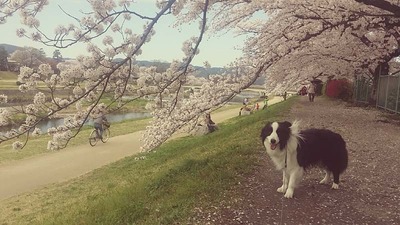 7-ゴンタくんとお花見ウォーク