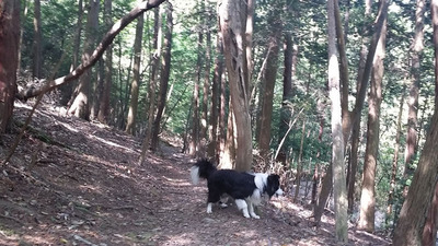 7-140504宝ヶ池山間園路