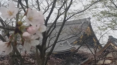 1-160401本山とさくら