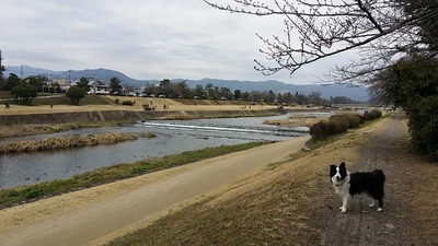 11-150315ゴンタくんの第一四半期