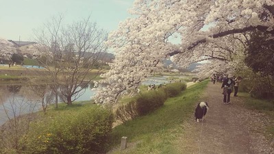 5-ゴンタくんとお花見ウォーク