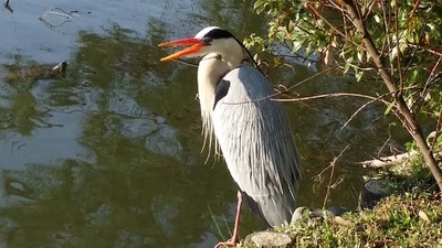 6-140407宝ヶ池ウォーク