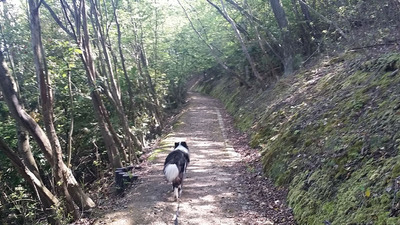 2-140504宝ヶ池山間園路