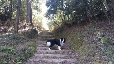 1-140504宝ヶ池山間園路