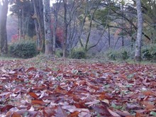 京都宝ヶ池 桜の森