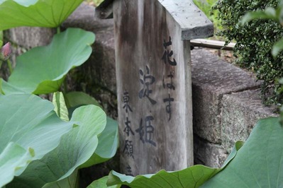 4-東本願寺さんの花はす 淀姫