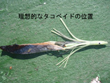 BlogPaint