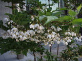 この木、何の木の花