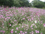 秋桜
