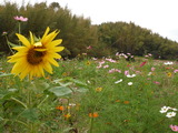DSCF1731