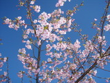 河津桜
