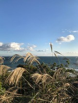 枯れすすき