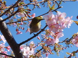 桜にメジロ