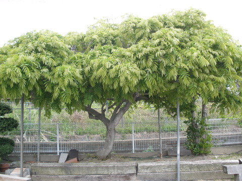 P5090083