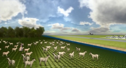 ヤギ放牧