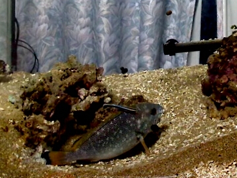 ツチホゼリ>