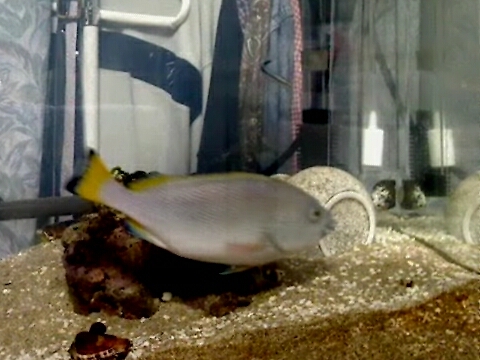 ツチホゼリ